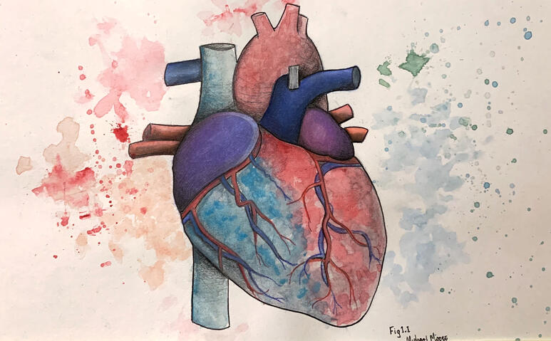 Artist drawing of a heart in blue and red